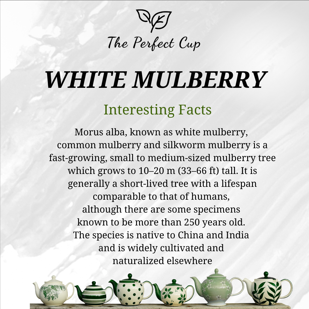 White Mulberry Leaf - Best Quality Loose Leaf Herbal Tea